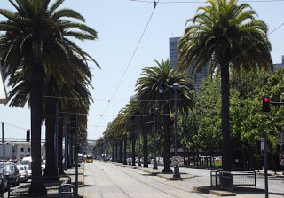 San Francisco palms blog