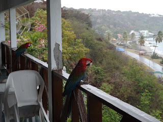 St Eustatius birds blog